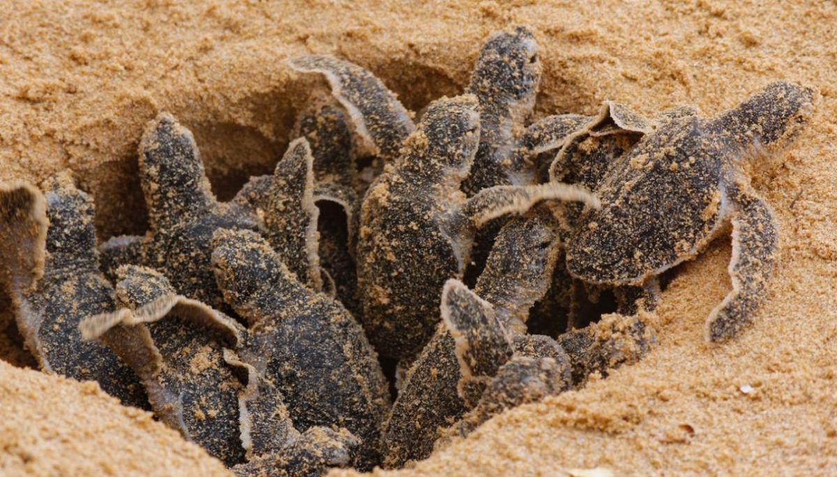 Tartaruga Caretta Caretta a Lampedusa avvistamenti e curiosita'